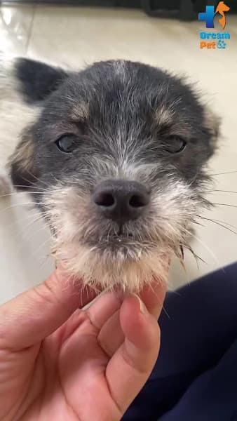 Hình ảnh Phòng Khám Thú Y Dream Pet - Gia Lai - 4