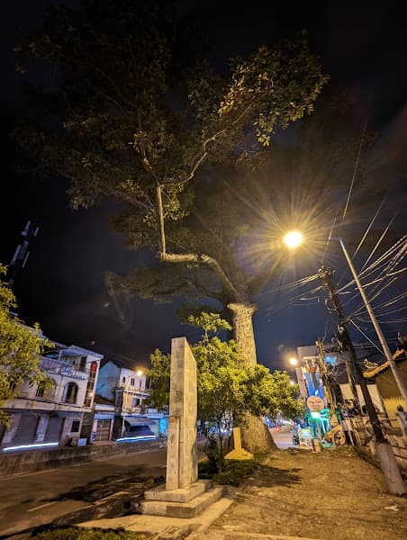 Hình ảnh Cây dầu đôi Diên Khánh - 3