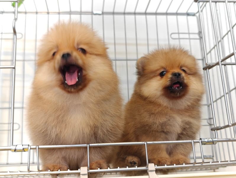 Chó Cảnh Đà Nẵng Bông Pet