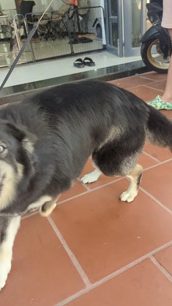 Hình ảnh Đức Groomer Pet Spa - 3