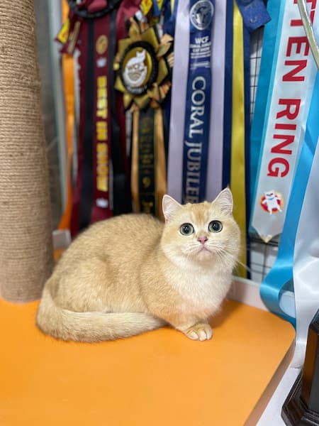 Hình ảnh Royal Grooming Spa- Spa tắm mèo chuyên nghiệp - 3