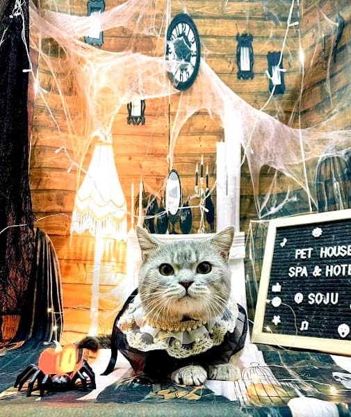 Hình ảnh Pet House - 10