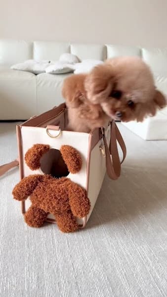 Hình ảnh HUYEN PET SPA - 2