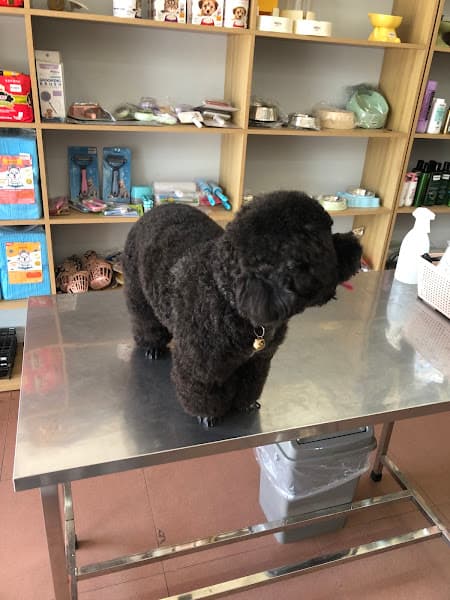 Hình ảnh Phòng Khám Thú Y D'VET - 2