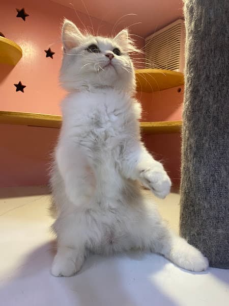 Hình ảnh Mèo Ú Hotel - Khách sạn dành cho thú cưng - Spa - Grooming- Petshop - 2