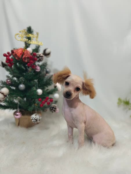 Hình ảnh Bông Pet- Dịch Vụ Tắm Vệ Sinh Cắt Tỉa - 3