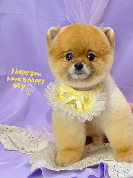 Hình ảnh Cắt Tỉa Lông Chó Mèo - SARANG PET Grooming Salon - 3