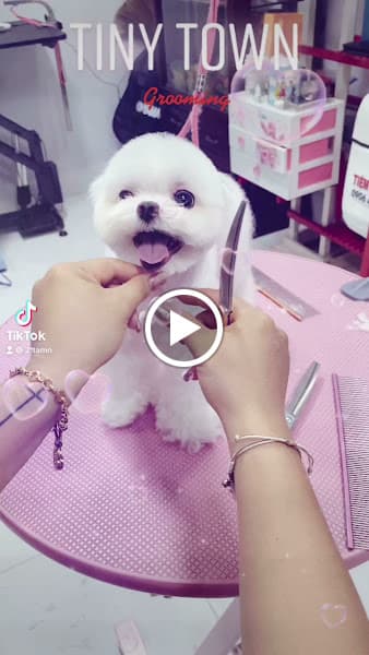 Hình ảnh Tiệm Chăm Sóc Thú Cưng Tiny Town - 4