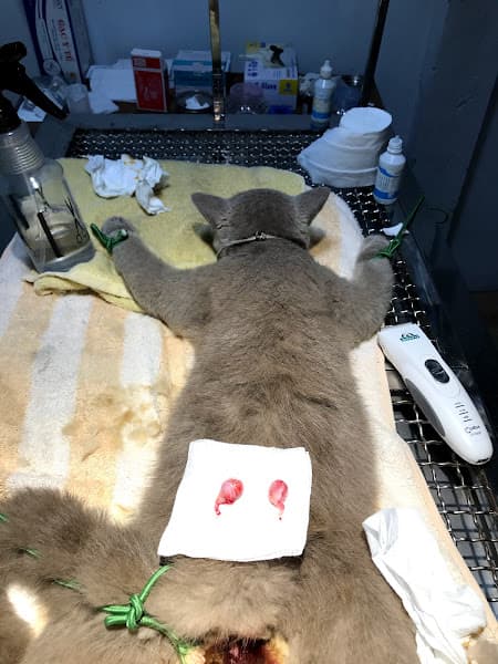 Hình ảnh Phòng Khám Thú Y Tô Hoài - 3