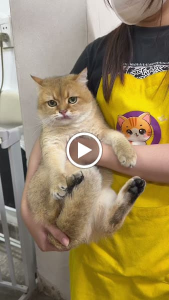 Hình ảnh Mocii Pet - Pet Shop, Spa Thú Cưng - 3