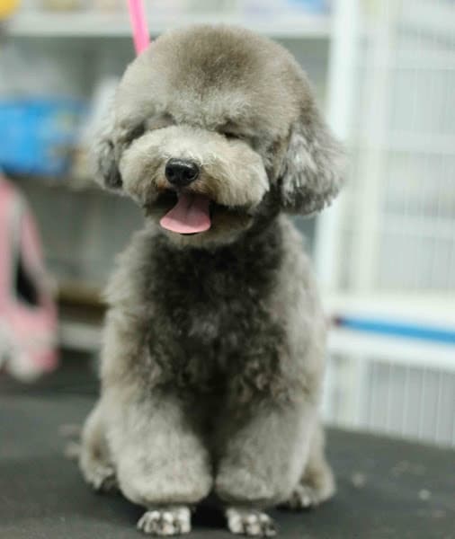 Hình ảnh RUBY PET - 4