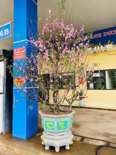 Hình ảnh Cây xăng Hồ Sơn - 7