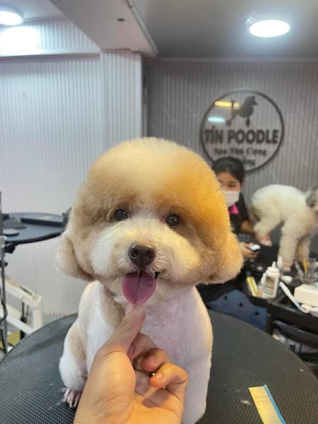 Ảnh bìa Tín Poodle - Tiệm Giặt Tỉa Thú Cưng