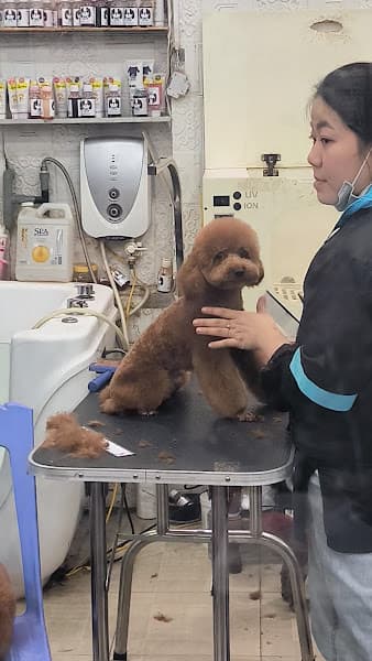 Hình ảnh Pet mini shop quảng ngãi - 2