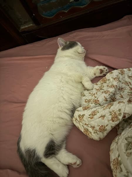 Hình ảnh Xôi Pet Care - chăm sóc thú cưng - 2