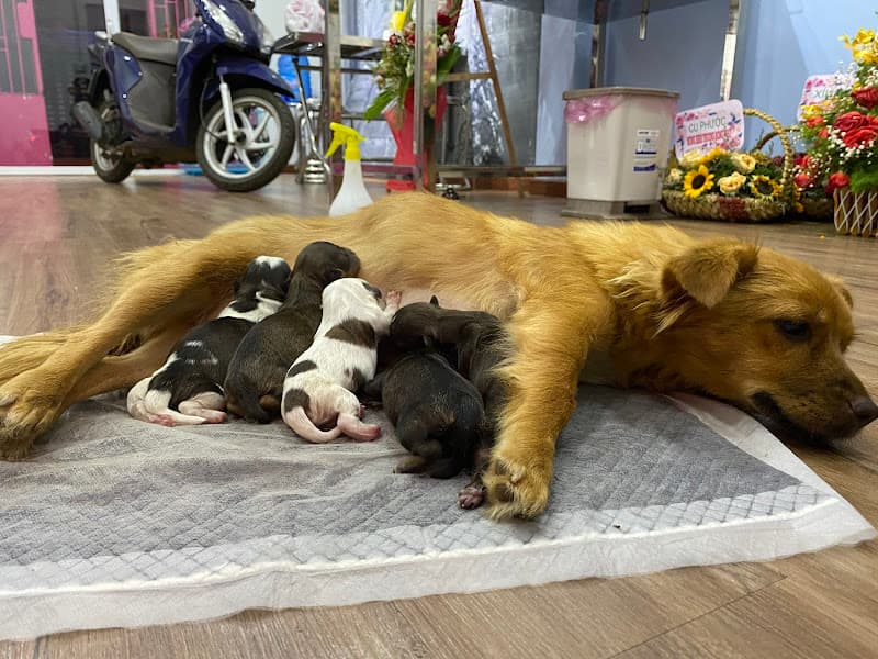 Thú Cưng Blue Petcare Buôn Ma Thuột