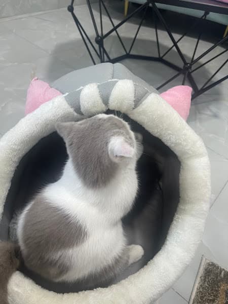 Hình ảnh Cửa Hàng Phụ Kiện Chó Mèo Thanh Nhàn - 3