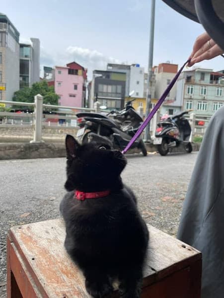 Hình ảnh Pupu Pet Spa & Hotel - 3