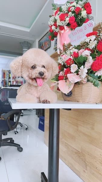 Hình ảnh Phòng khám thú y HaKa Vet (Phú Cường - Phú Túc - Túc Trưng) - 5