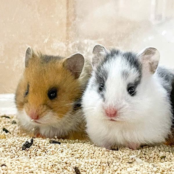 Hình ảnh BÁN HAMSTER, NHÍM, THỎ, MÈO NHA TRANG - 6