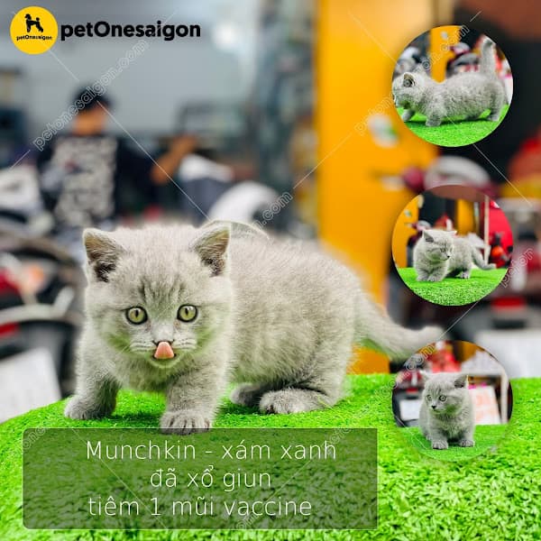 Hình ảnh Pet Nha Trang - 4