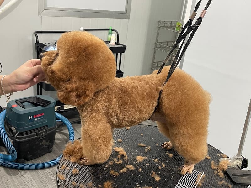 Phòng Khám Thú Y Hiền Hoà Cơ Sở Long Bình Tân