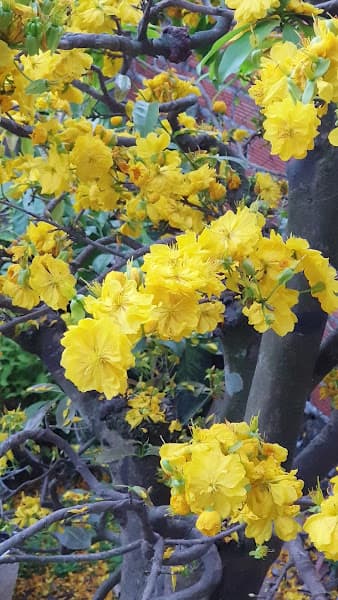 Hình ảnh Đình thần Long Phụng - Di tích Lịch sử cấp tỉnh - 4