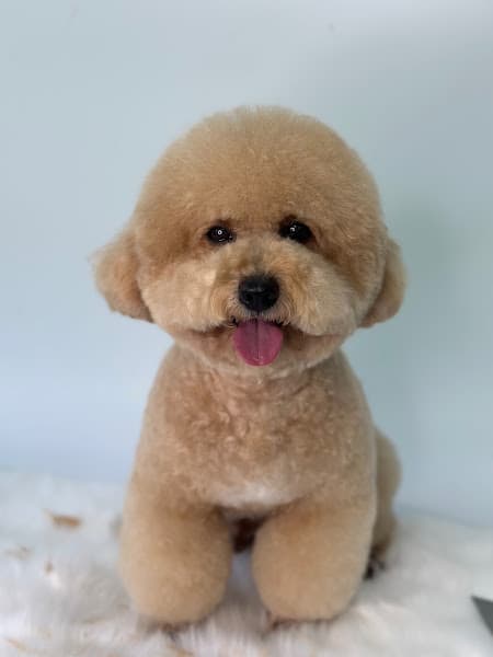 Hình ảnh Pet Shop Rạch Giá - SUKENPET - 4