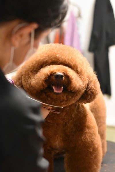 Hình ảnh CARING PET - 4