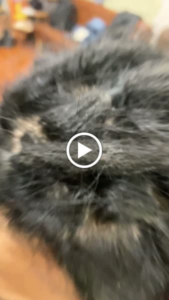 Hình ảnh NHU BARBER SHOP - 4