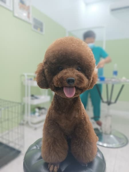 Hình ảnh Phòng Khám Thú Y San San Pet - 2