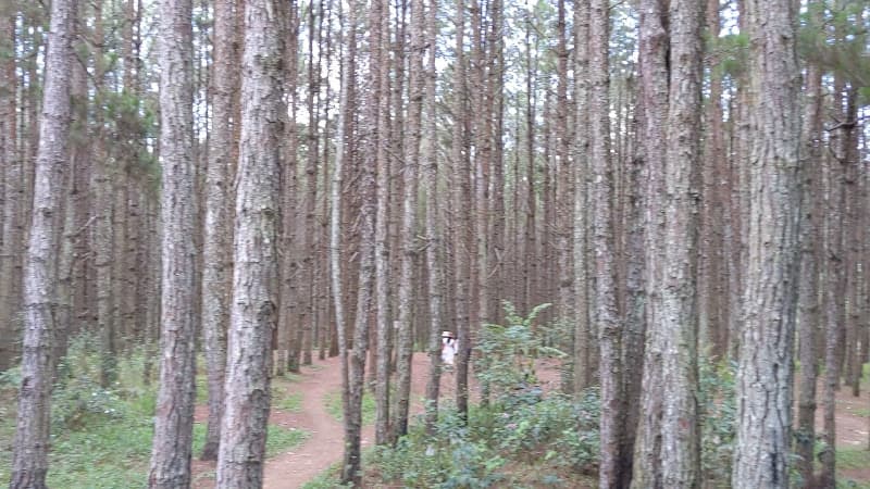 Hình ảnh Rừng thông - 3