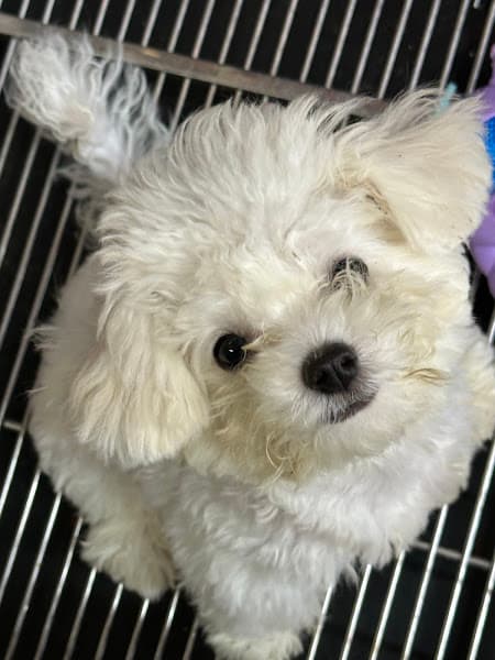 Ảnh bìa Lu Family