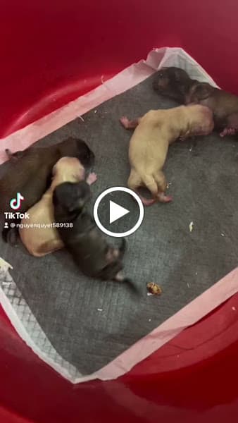 Hình ảnh Bệnh Viện Thú Y ThanhHoaPet - 4