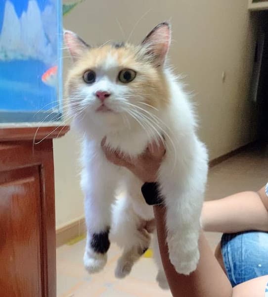 Hình ảnh Moon pet ( mua bán chó mèo cảnh) - 5