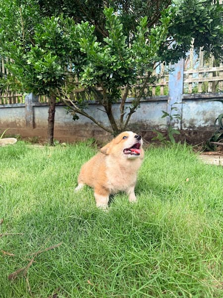 Hình ảnh Trại chó An Khang - AK Kennel - 4