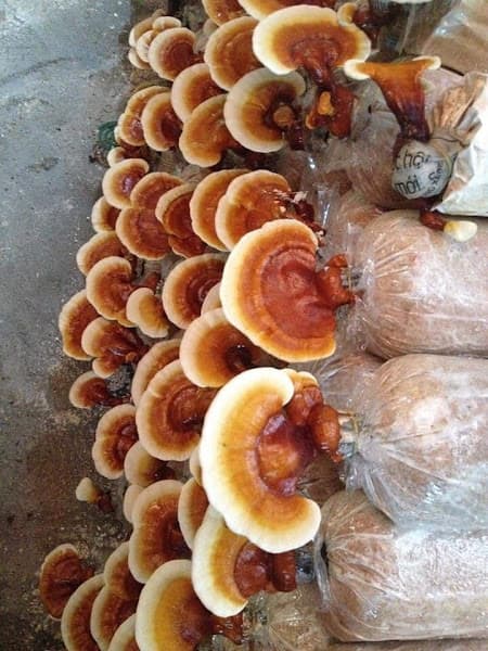 Hình ảnh Quán Chay Tú Oanh - 5