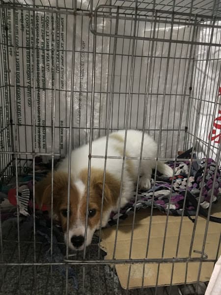 Hình ảnh Thú Y CHÓ MÈO Khu Vực Cam Lâm, Khánh Hòa ( Nhận điều trị tại phòng khám và điều trị tại nhà khách ) - 5