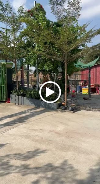 Hình ảnh Quán bánh xèo ( gốcđầu tiên) - 4