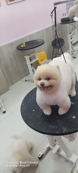 Hình ảnh Happy Pet - Dịch vụ thú cưng Đà Nẵng - 4