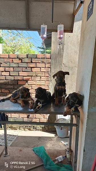 Hình ảnh Thú Y Long Tuyền - 5