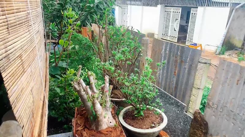 Hình ảnh Võ Tuấn Wooden house - 5