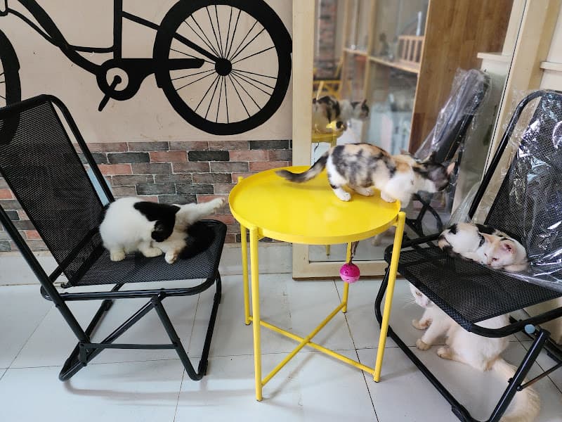 Café Mèo Cần Thơ