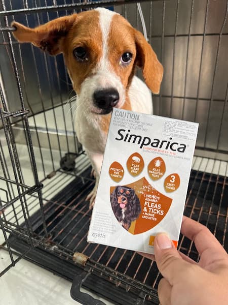 Hình ảnh Phòng Khám Thú Y Thanh Đàm 106 Hùng Vương - 4