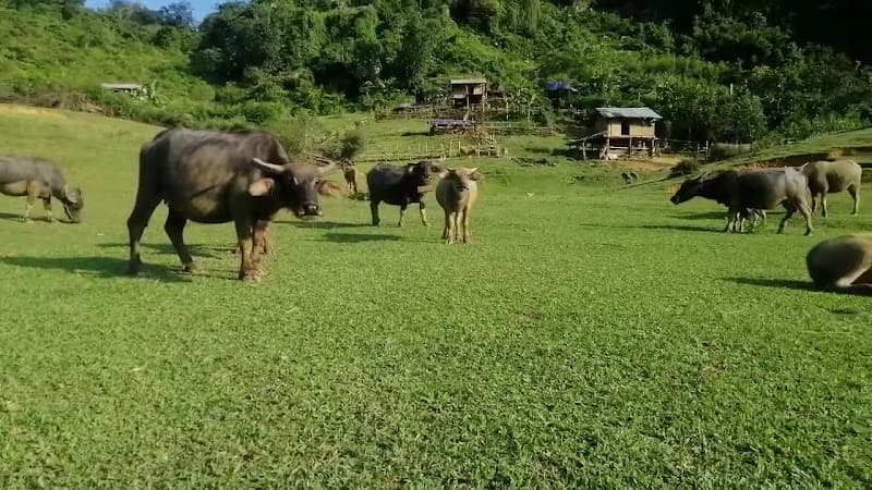 Hình ảnh Thung lũng Nà Lùng - 5