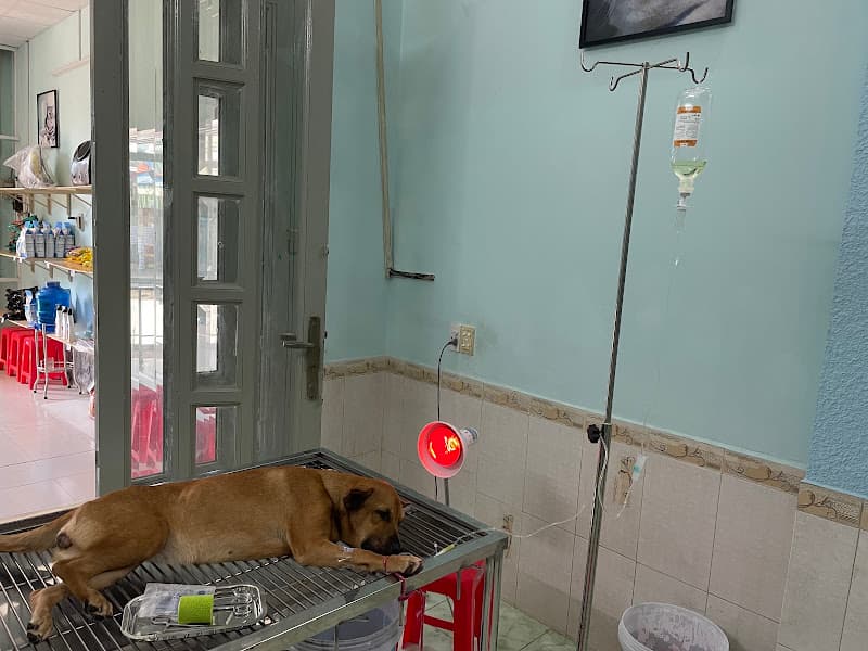 Hình ảnh PHÒNG KHÁM THÚ Y QUẬN 8 - HiPet - 3