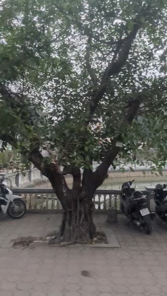 Hình ảnh Đền Sóc - 5