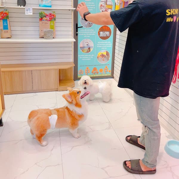 Hình ảnh Shiny Pet Spa & Hotel - Spa thú cưng cao cấp Đống Đa Hà Nội - 4