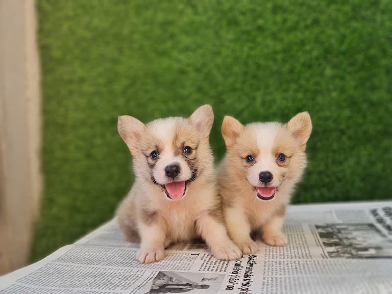 Hình ảnh Petshop chó cảnh đà nẵng - 4