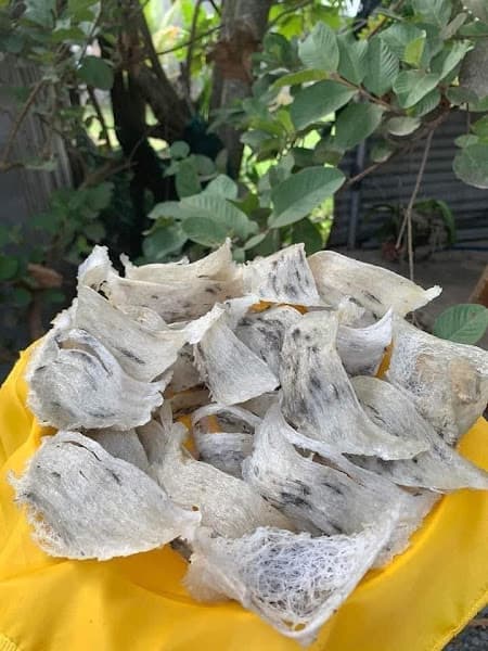 Hình ảnh YẾN SÀO - BẢO YẾN TANI - 2